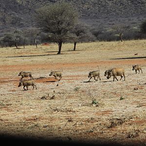 Warthog Namibia