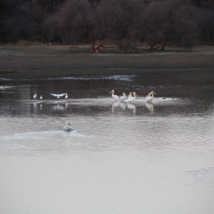 Pelican Namibia