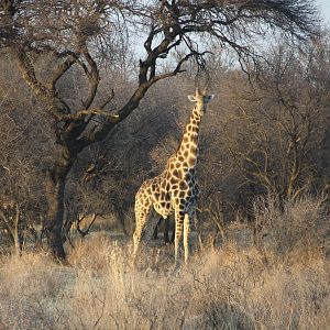 Giraffe Namibia