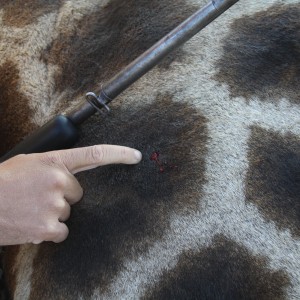 Giraffe hunted with Ozondjahe Hunting Safaris in Namibia