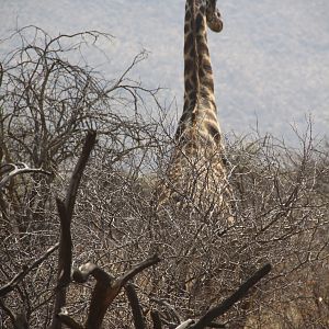 Giraffe Namibia