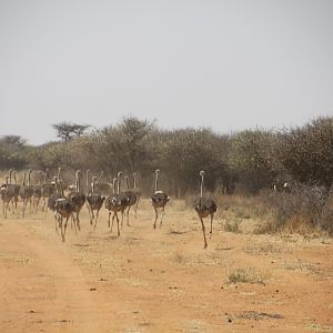 Ostrich Namibia