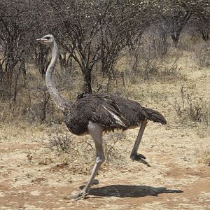 Ostrich Namibia