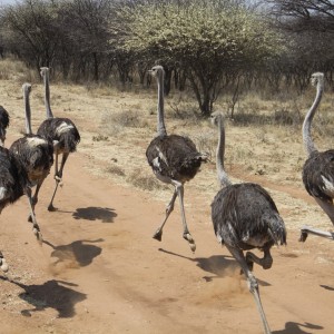 Ostrich Namibia