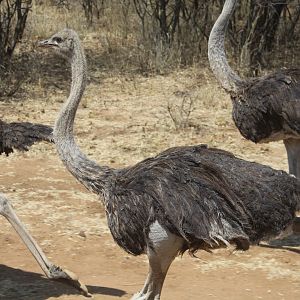 Ostrich Namibia