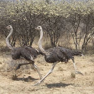 Ostrich Namibia