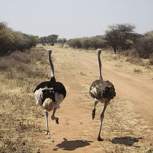 Ostrich Namibia