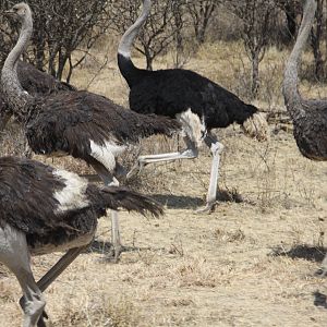 Ostrich Namibia