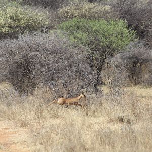 Steenbok Namibia