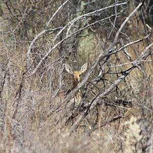 Steenbok Namibia