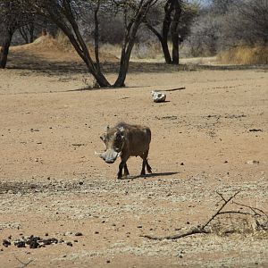 Warthog Namibia