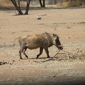 Warthog Namibia