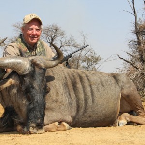 Blue Wildebeest