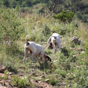 The art of hunting over hounds