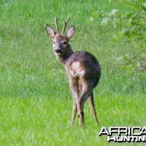 Roe deer