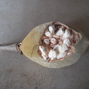 Baobab fruit