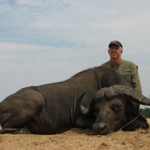 Buffalo - Zimbabwe