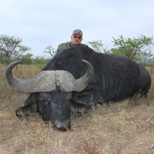 Cape Buffalo