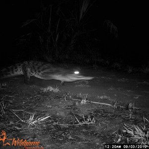 Crocodile captured on traitimer in Mozambique