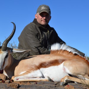 Common springbok