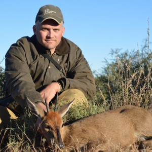 Grey duiker