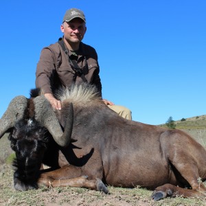 Black wildebeest