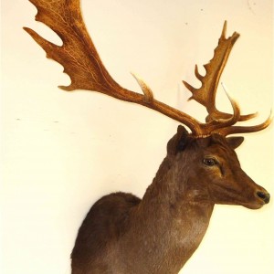 My Fallow buck