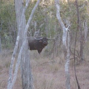 Hunting Asiatic Buffalo in Northern Australia