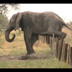 Elephant and fences