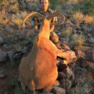 Barbary Sheep