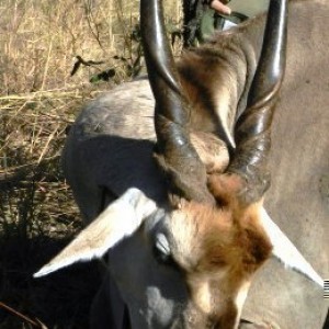 Cape Eland Bull