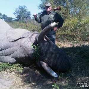 Elephant Namibia