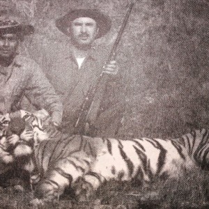 Hunting Tiger India