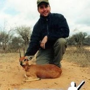 Steenbok