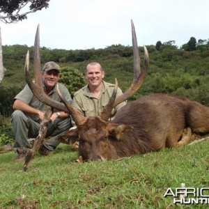 Rusa deer of 35'' in Mauritius