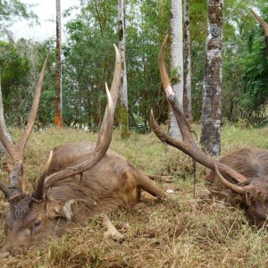 Rusa Deer in Mauritius