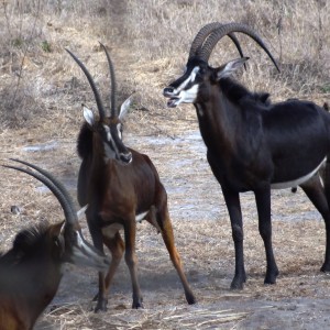 Roosevelt Sable - Tanzania