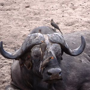 Buffalo Tanzania