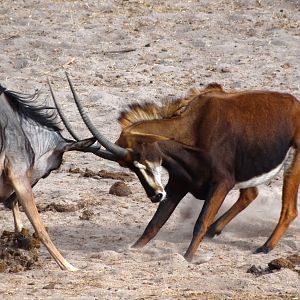 Roosevelt Sable - Tanzania