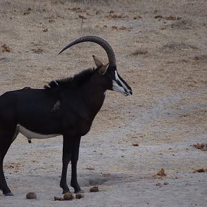 Roosevelt Sable - Tanzania