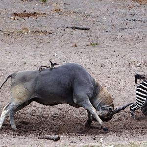 Eland Tanzania