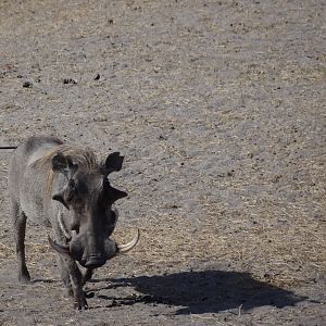 Warthog - Tanzania