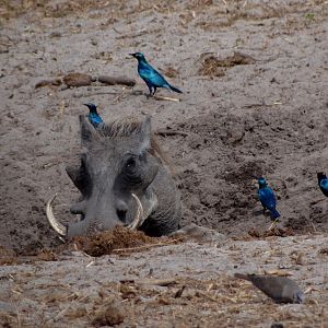 Warthog - Tanzania