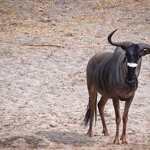 Nyasaland Gnu - Tanzania