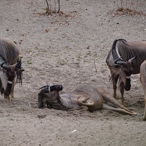 Nyasaland Gnu