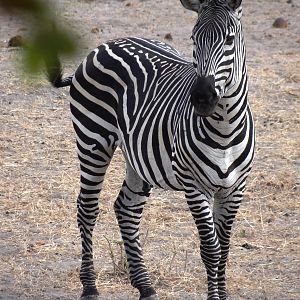 Zebra - Tanzania