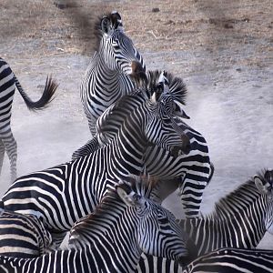 Zebra - Tanzania