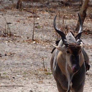 East African Eland - Tanzania