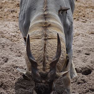 Eland - Tanzania