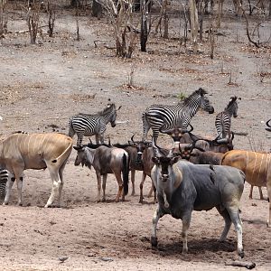 East African eland - Tanzania